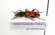 Trichodes sp.2-Turkey-Isparta-Monte Mut-02-VI-2003 Leg.Poletti_02.JPG
