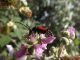 cerambycidae2.jpg