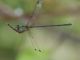 Lestes4481.jpg
