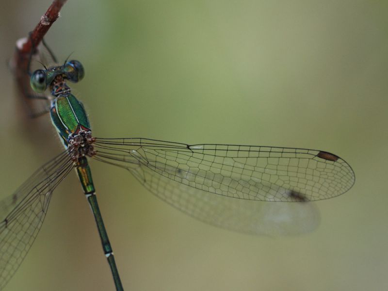 Lestes4486.jpg