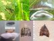 Choreutis_nemorana_Choreutidae _ciclo.jpg