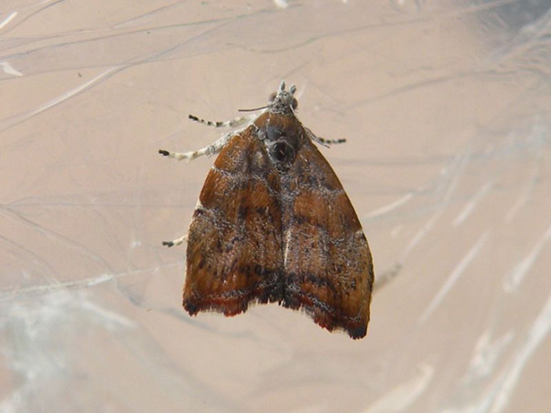 Choreutis nemorana_adulto (2).jpg