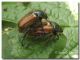 Phyllopertha horticola, Brenta, lago Valagola, 5 luglio 2006.jpg