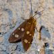 Dysausex-punctata.jpg