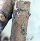 Anthaxia angustipennis v rid.jpg