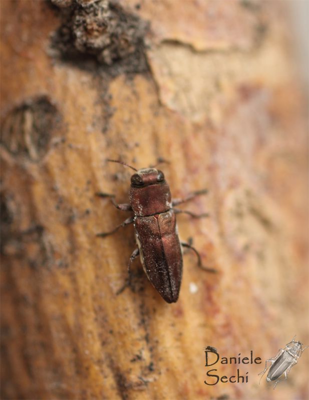 Anthaxia congregata v 1 rid.jpg