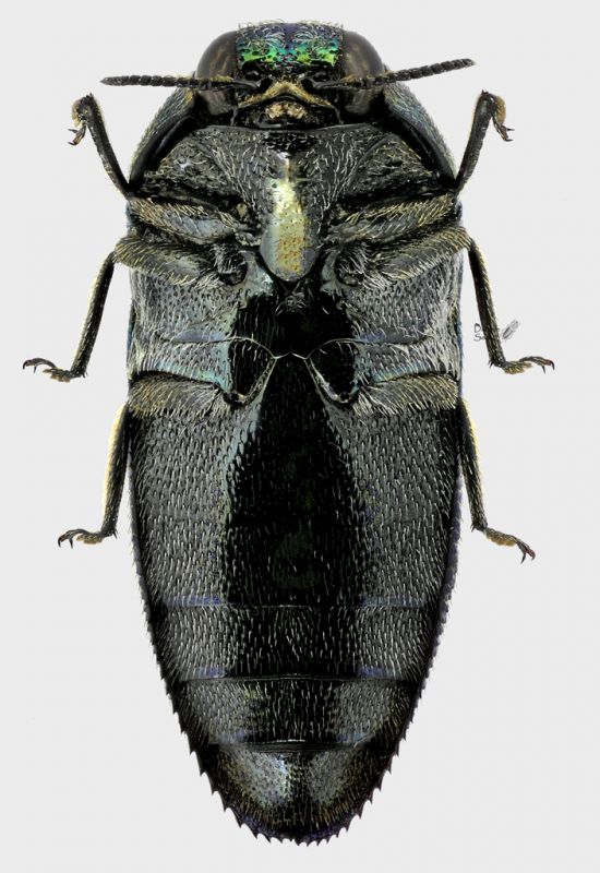 Acmaeodera (Ptychomus) polita polita v rid.jpg