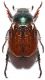 Phyllopertha horticola (Linnaeus 1758).JPG