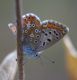 IMGP5216_P_icarus_sm.JPG