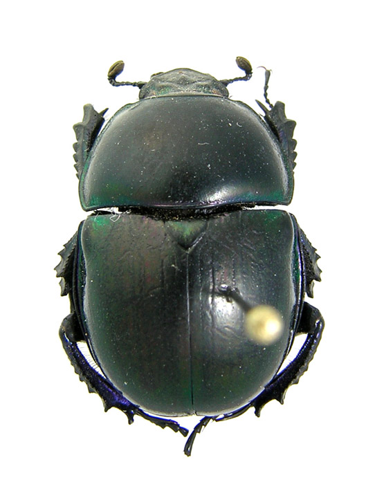 Trypocopris pyrenaeus.jpg