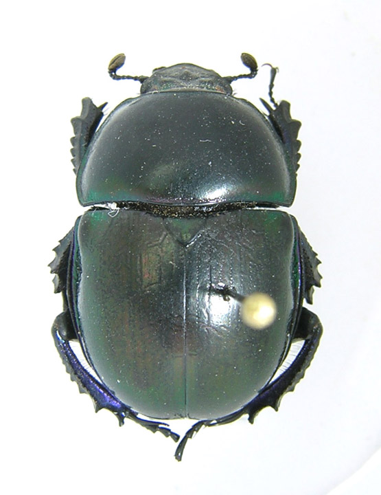 Trypocopris pyrenaeus2.jpg