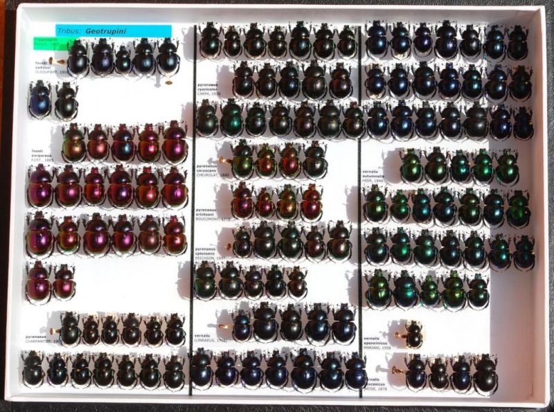 Scarabaeidae 12.JPG