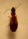 Philorhizus_sp_1_2_2.JPG