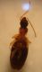 Philorhizus_sp1_ventral.JPG