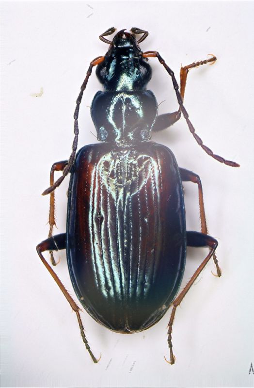 a Bembidion2 Fellicarolo luglio.JPG