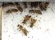 Polistes.jpg