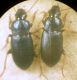 Harpalus (Semiophonus) signaticornis (Duftschmid, 1812) - Carabidae.JPG