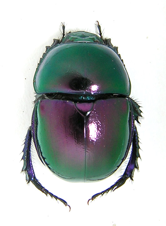 Trypocopris pyrenaeus splendens.jpg