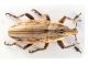 Comb0181_08cr.jpg