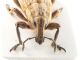Comb0183_10cr.jpg