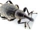 Comb0179_14_2cr.jpg