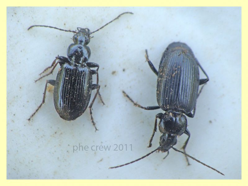 probabile Agonum sp. - Anela - 12.8.2011.JPG