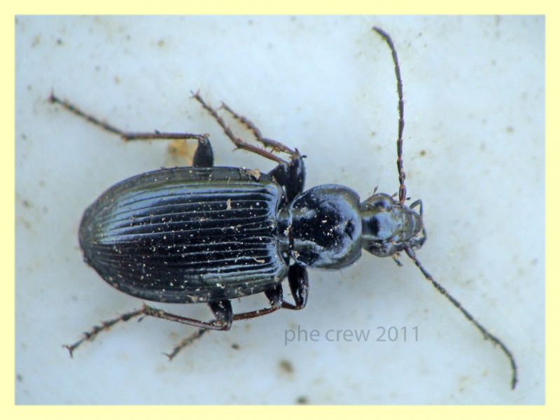 probabile Agonum sp. - Anela - 12.8.2011 (1).JPG