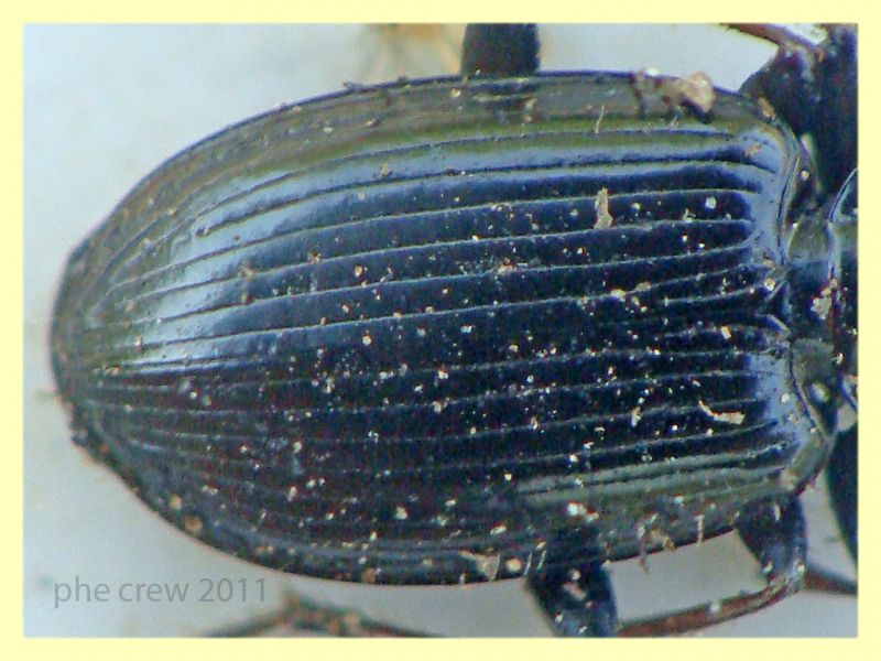 probabile Agonum sp. - Anela - 12.8.2011 (3).JPG