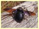 Xylocopa sp. - Tor Caldara - 11.3.2012 (2).JPG