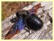 Xylocopa sp. - Tor Caldara - 11.3.2012 (3).JPG