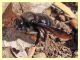 Xylocopa sp. - Tor Caldara - 11.3.2012 (1).JPG