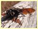 Xylocopa sp. - Tor Caldara - 11.3.2012 (6).JPG