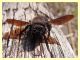 Xylocopa sp. - Tor Caldara - 11.3.2012 (5).JPG