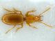 T. denticulata.JPG