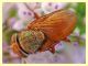 Rhyncomya sp. - Anela - 12.8.2011 (2).JPG