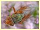 Rhyncomya sp. - Anela - 12.8.2011 (3).JPG