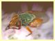 Rhyncomya sp. - Anela - 12.8.2011 (4).JPG