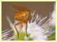 Rhyncomya sp. - Anela - 12.8.2011 (6).JPG