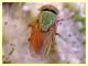 Rhyncomya sp. - Anela - 12.8.2011 (7).JPG