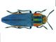Antaxia.JPG