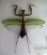 Sphodromantis sp..jpg