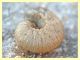 larva Coleottero 1 (3).JPG