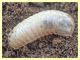 larva Coleottero 1 (5).JPG