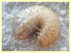 larva Coleottero 1 anela 12.8.2011.JPG