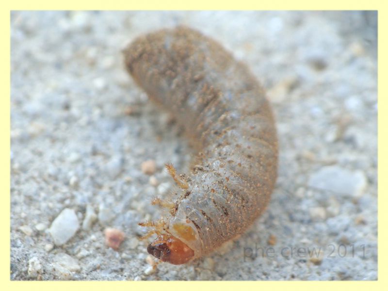 larva Coleottero 2.JPG
