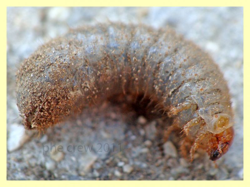 larva Coleottero 2 (1).JPG