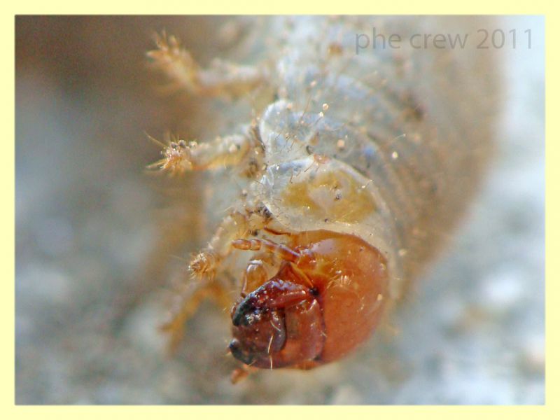 larva Coleottero 2 (2).JPG