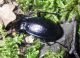Carabus sp..jpg