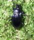 Carabus sp. 2.jpg