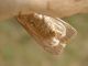 Noctuidae (1).jpg